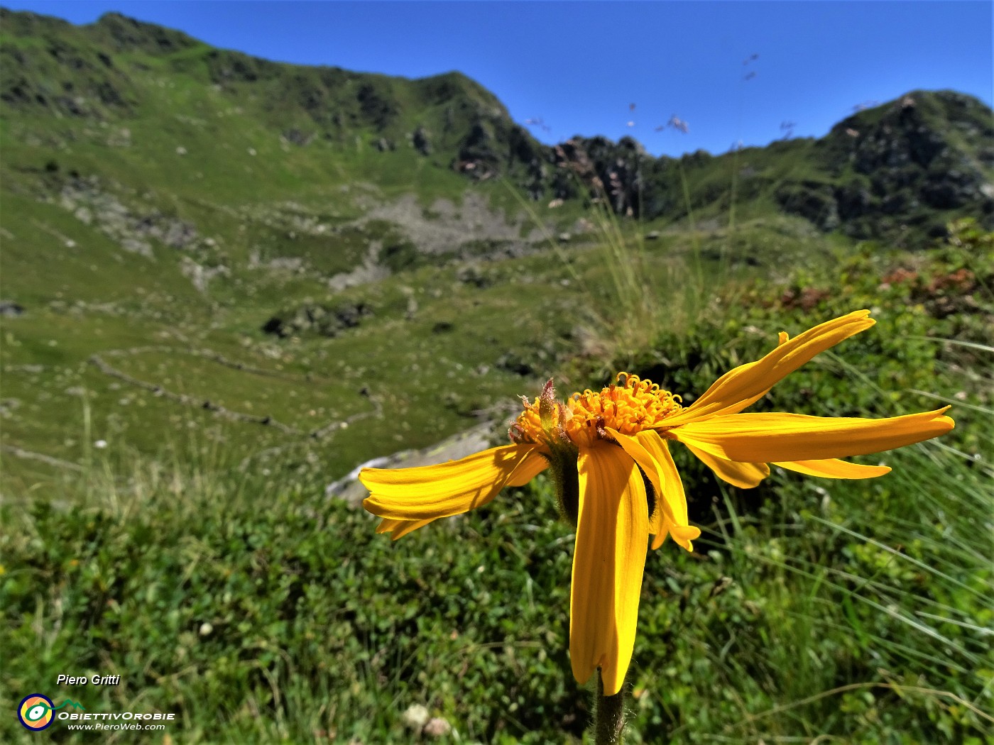 28 Arnica montana con vista in Tartano-Azzaredo.JPG